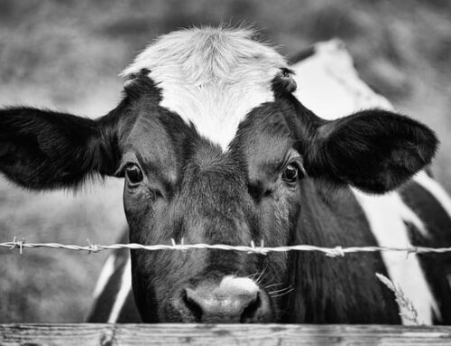El mito del consumo de leche animal